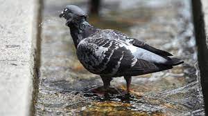 Increasingly pathogenic mutations are leading to the emergence of more dangerous strains. Pigeons Hit By A Wave Of Bird Flu World Today News