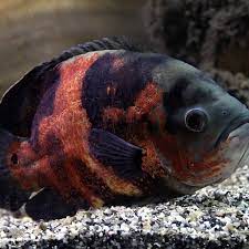 large fish for a freshwater aquarium