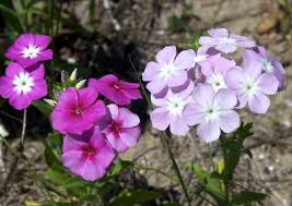 annual phlox plant growing guide how