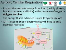Ppt Aerobic Cellular Respiration