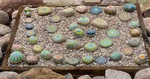 Diy Painted Rocks For Your Garden My