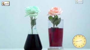 An idea would be to use something like a petunia plant (an example of a flowering plant) and leafy green. Colored Flowers Color Changing Flower Experiment Science Experiments For Kids Elearnin Youtube