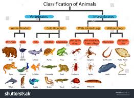 Education Chart Biology Classification Animals Diagram Stock