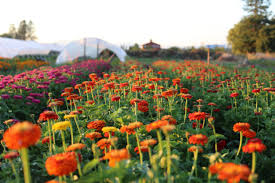 Grow Great Zinnias Floret Flowers