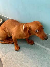 It is lpdr's goal to identify abandoned, mistreated, or homeless dogs and oversee. Dumped Dachshund Puppy Terrified At High Kill Shelter Pet Rescue Report