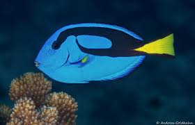 The Colorful Fish Of Fiji Underwater Photography Guide