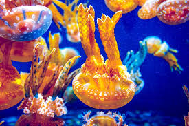 Informatives & bilder zum box jellyfish. Quallen Die Meerestiere Im Tierlexikon Geolino