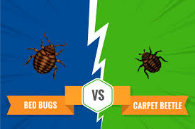 carpet beetles and bed bugs