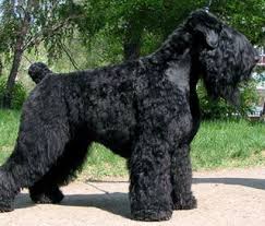 It can be somewhat obstinate, has a mind of its own, and is somewhat contentious with other dogs. Black Russian Terrier Black Russian Terrier Kerry Blue Terrier Terrier