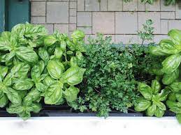 How To Plant Window Box Gardens