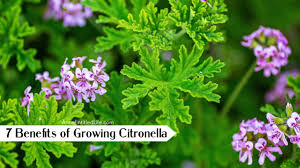 But they can be kept indoors as a houseplant once temperatures drop. 7 Benefits Of Growing Citronella
