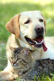 get rid of dog and cat urine odors the