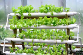 hydroponic systems in a greenhouse