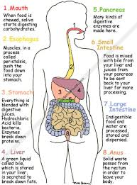 Draw The Flow Chart Of Digestive System And Explain The