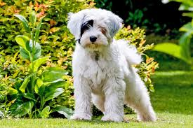 Tibetan terrier puppies for adoption. Tibetan Terrier Dog Breed Information And Characteristics Daily Paws