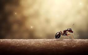 black ant on a rock with blur background