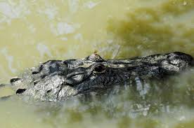 Alligator Discovered at Kentucky Lake
