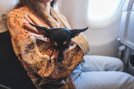 flying with your pet delta pet policy
