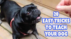easy tricks to teach your dog