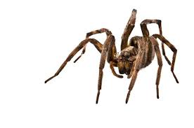 Types Of Spiders In Ct Connecticut Spider Control