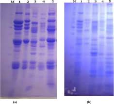 Karyotype variation and biochemical analysis of five Vicia species ...