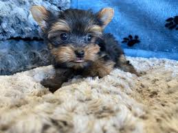 available yorkies yorkshire terriers