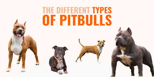 The purebred american staffordshire terrier. Different Types Of Pitbulls Apbt American Bully Bulldogs Staffies