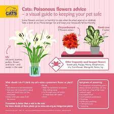 Here's how you can spot renal toxic lilies and what signs to watch for. Dangerous Plants Poisonous Plants For Cats Cats Protection Cat Plants Plants Cat Friendly Plants