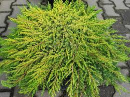 juniperus communis lemon carpet kvbc