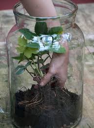 House Home Diy Glass Jar Terrarium