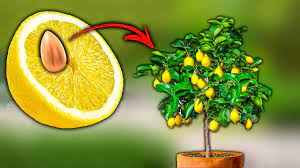 How to plant a Lemon Tree from Seeds (from a Fruit) - YouTube