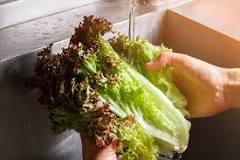 Does lettuce go bad in the fridge?
