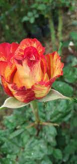 Uniflor - Las variedades de rosas jaspeadas | Facebook