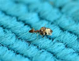 how to get rid of ants in carpet love