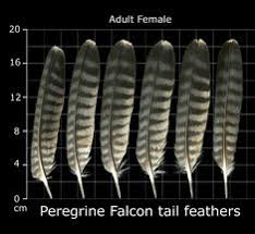 118 Best Feather Identification Images Feather Bird