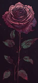 beautiful rose dark wallpapers rose