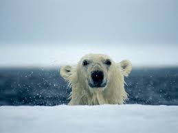 polar bear pictures bear wallpapers