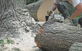 Maybe you would like to learn more about one of these? Tree Services Tree Removal Trimming Dayton Beavercreek Centerville Oh