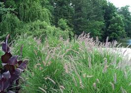 Dig deeper into fountain grass, Pennisetum