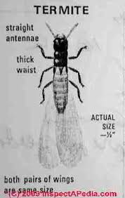 Termites Photo Guide To Termites How To Identify Termites