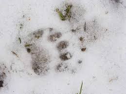 Weihnachten rätsel tierspuren im schnee jahreszeiten kindergarten. Tierspuren Im Schnee So Erkennen Sie Welches Tier Bei Ihnen Im Garten War