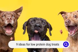 9 ideas for low protein dog treats diy