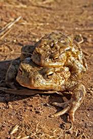 Toads In The Garden Richard Jackson