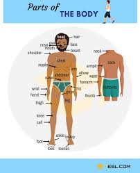 Body Parts Parts Of The Body In English With Pictures 7 E S L