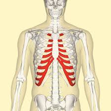 There are twelve (12) pairs of ribs and all. Costal Cartilage Wikipedia
