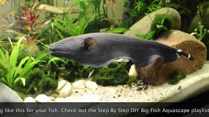 Black Ghost Knifefish Care Size Tankmates Compatibility