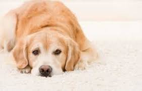can carpet cleaning remove pet odors
