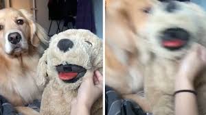 golden retriever refuses to let stuffed dog steal her thunder in hilarious video the dog people by rover