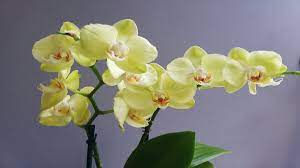 Quest'orchidea gialla è un regalo che non può lasciare indifferenti, ideale per donare luminosità agli spazi più bui. Orchidea Benefici Contro Lo Stress Migliora La Qualita Del Sonno
