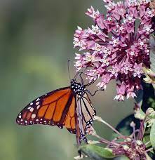 milkweed and monarchs edible communities